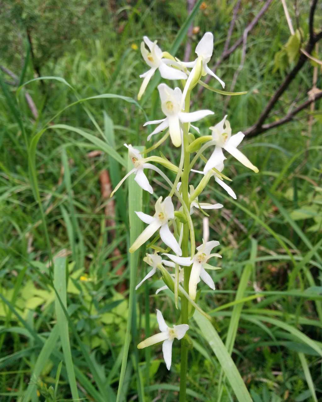 Platanthera bifolia